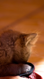 A playful kitten pawing at a baby’s tiny sock, both captured in soft natural light.