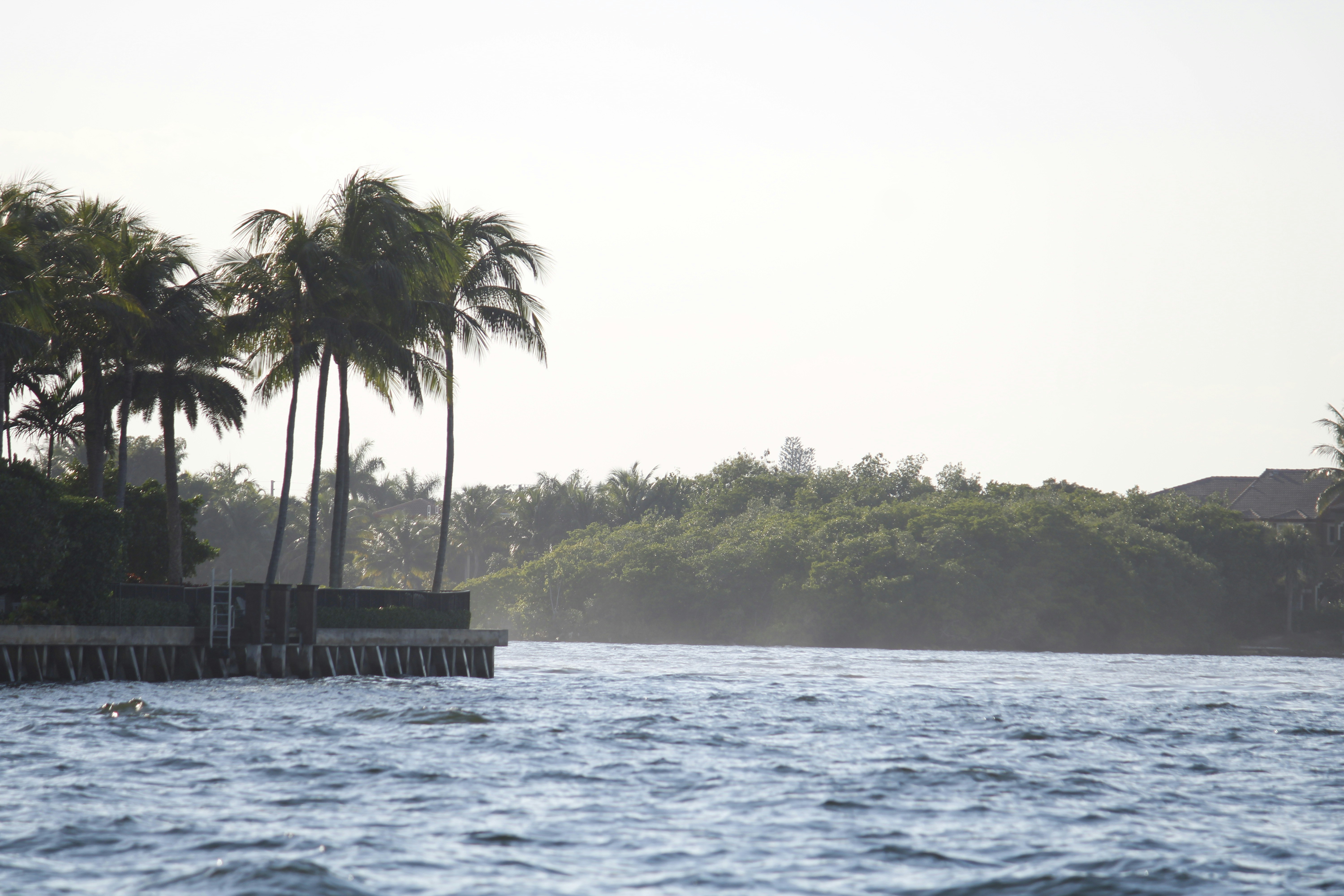 A picturesque view of palm trees swaying by the beach.