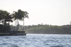 A picturesque view of palm trees swaying by the beach.