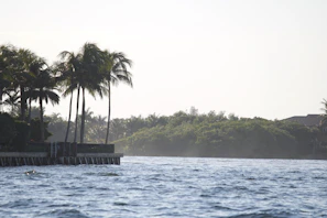 A picturesque view of palm trees swaying by the beach.