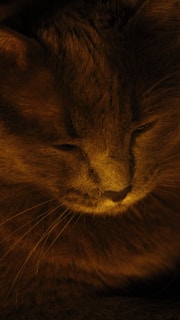 Close-up of Macarena’s sweet face with warm sunlight highlighting her soft fur