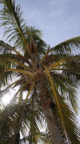 A tall palm tree with large green fronds reaching out in various directions. Several coconuts are visible hanging from beneath the leaves. The sun shines brightly through the palm fronds, creating a contrast against the clear blue sky.