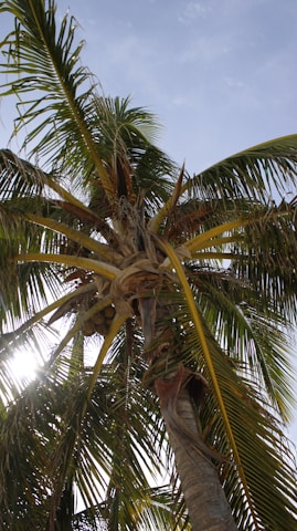 A tall palm tree with large green fronds reaching out in various directions. Several coconuts are visible hanging from beneath the leaves. The sun shines brightly through the palm fronds, creating a contrast against the clear blue sky.