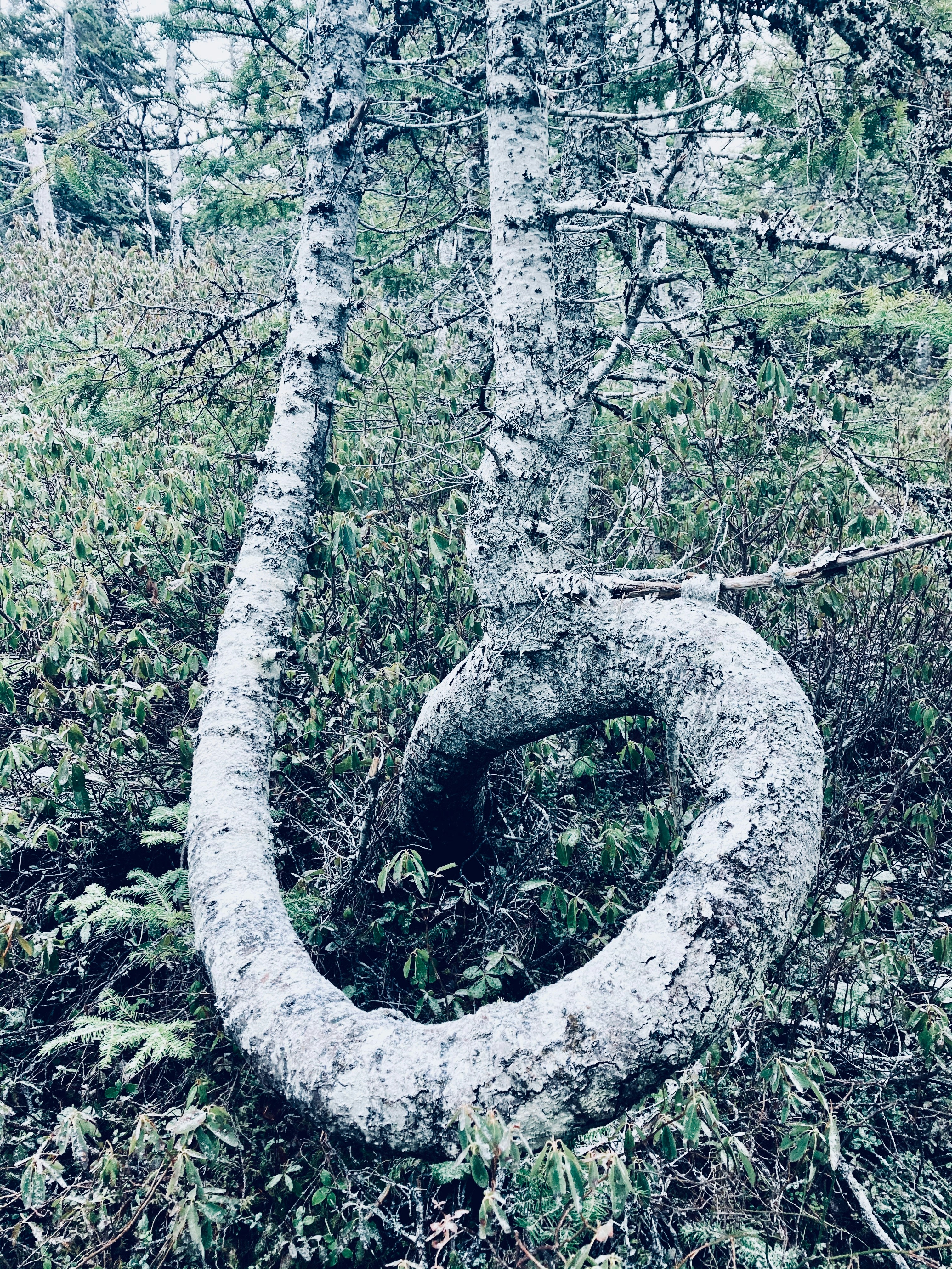 a tree that is in the middle of a forest