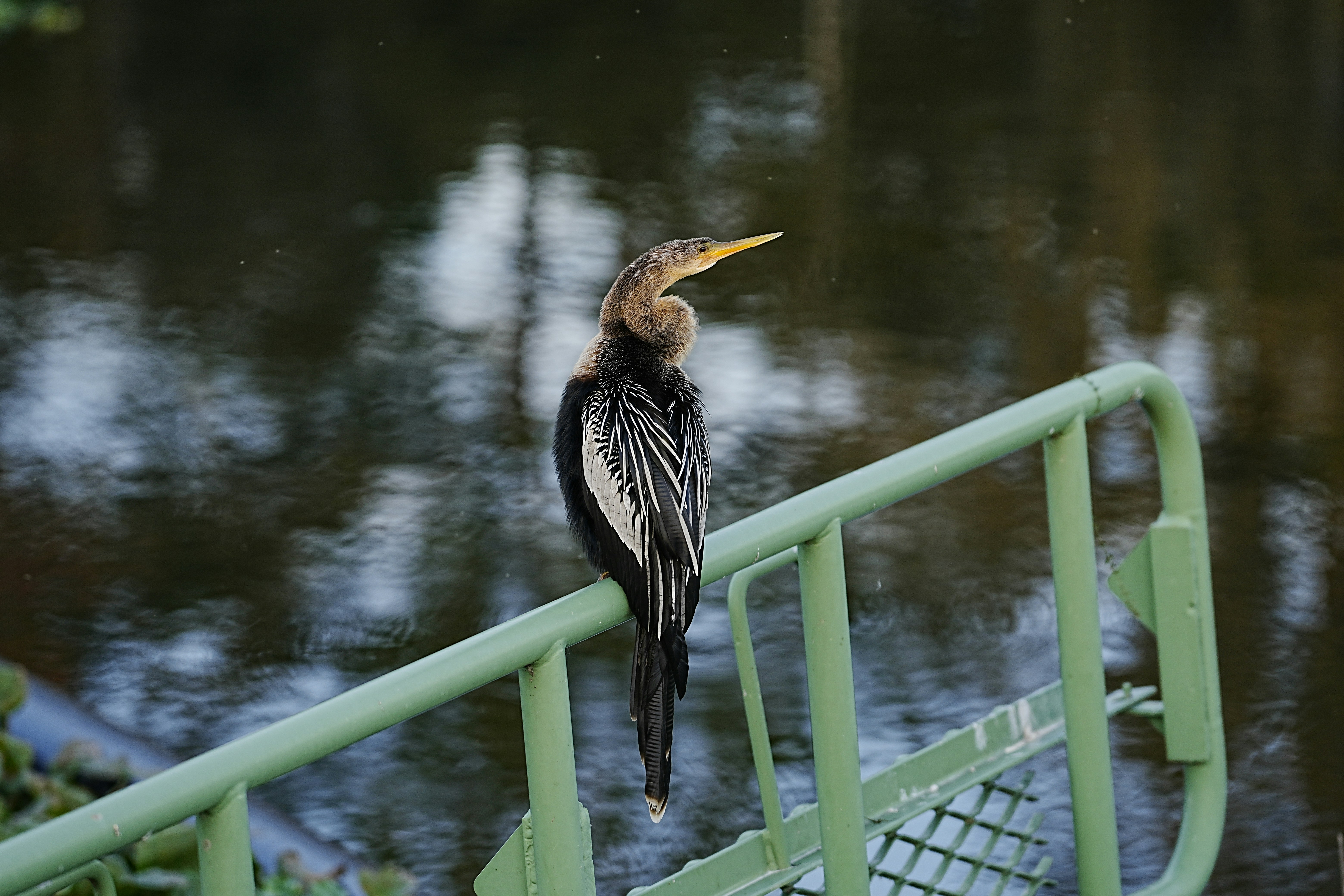a bird is perched on a railing by a body of water
