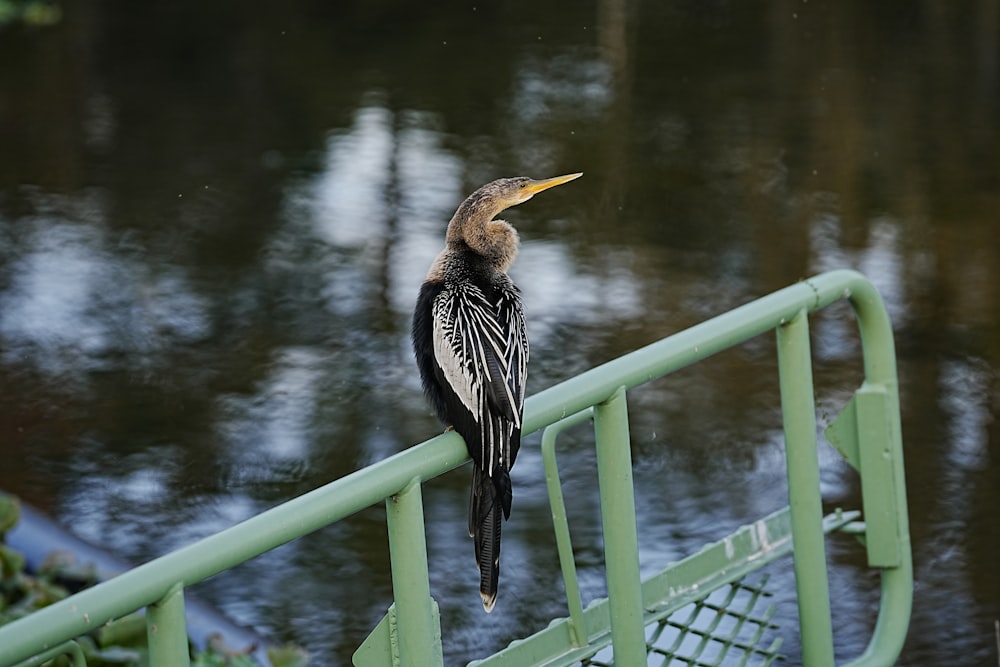 a bird is perched on a railing by a body of water