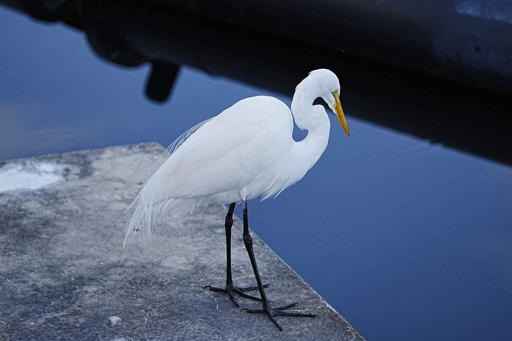 a white bird is standing on a ledge