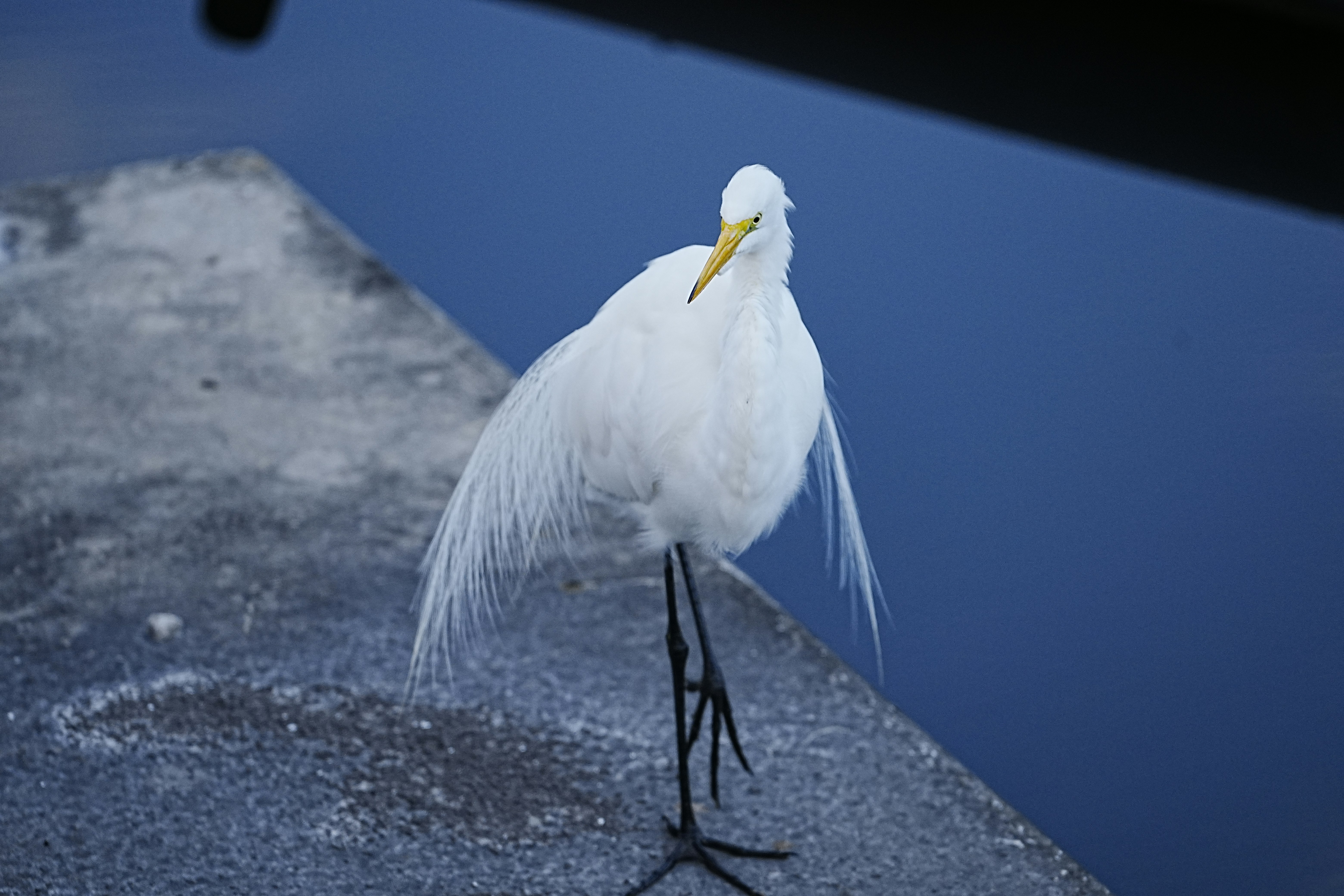 a white bird is standing on a ledge