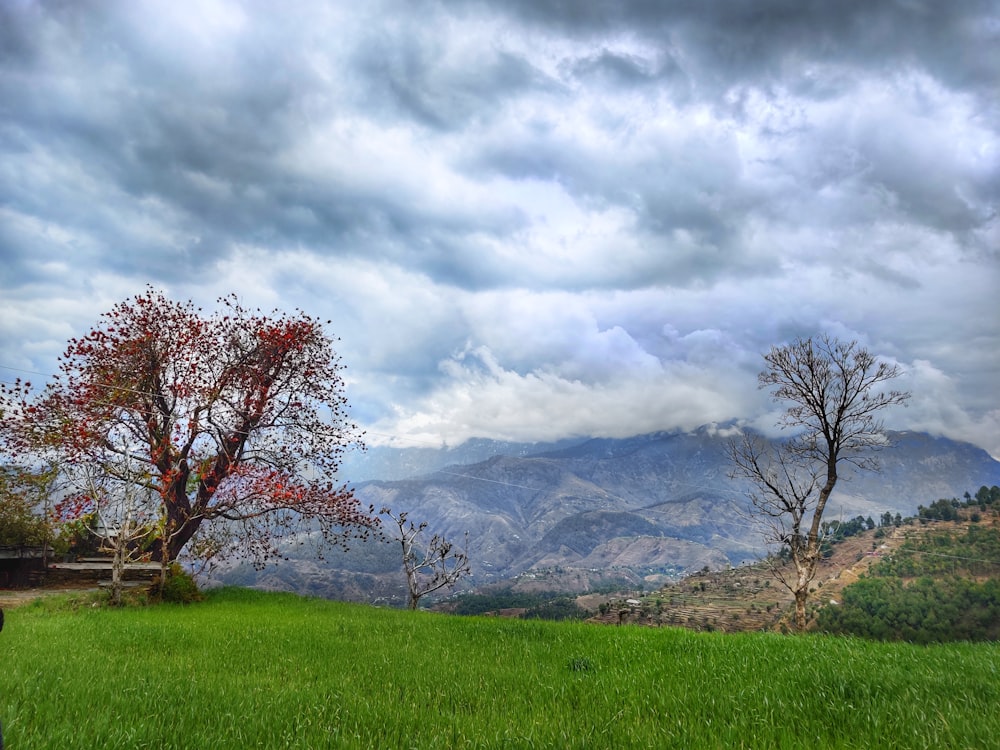 a tree in a field with mountains in the background