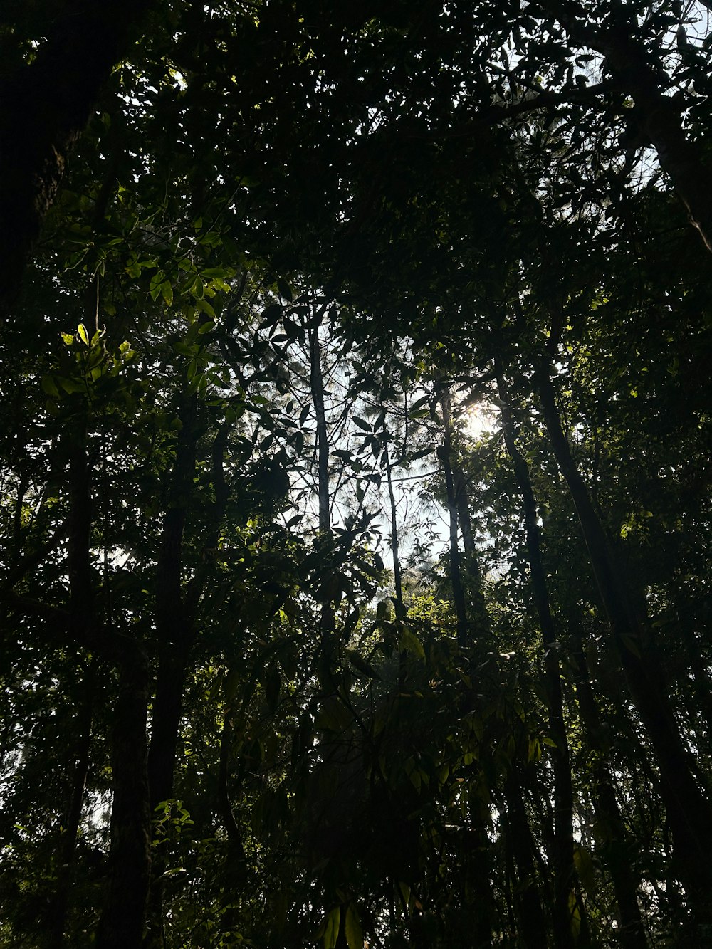 the sun shines through the trees in the forest