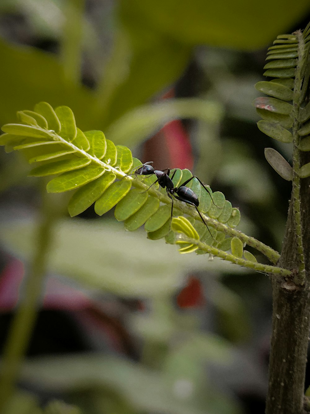 a bug sitting on top of a green leaf