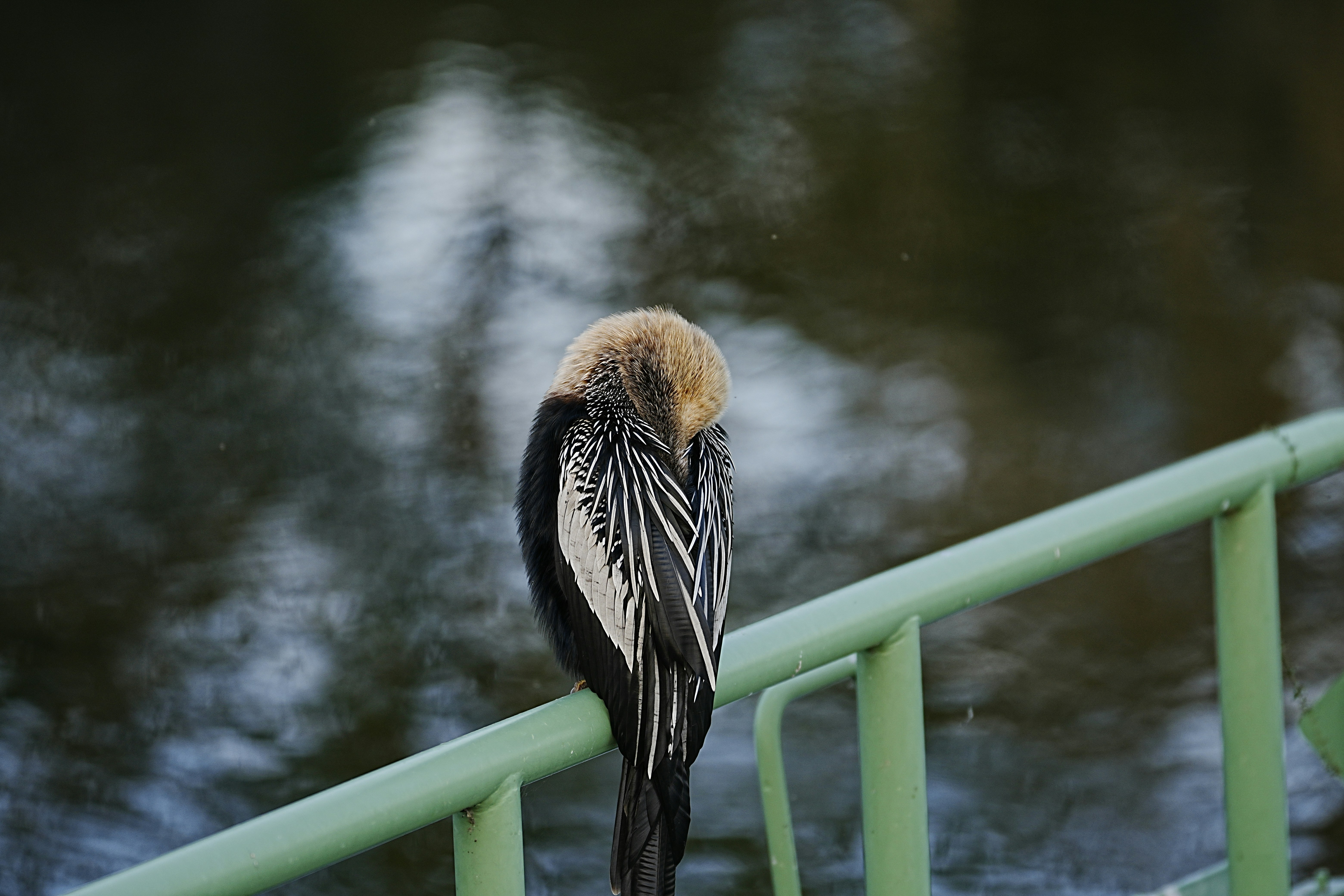 a bird perched on top of a metal rail