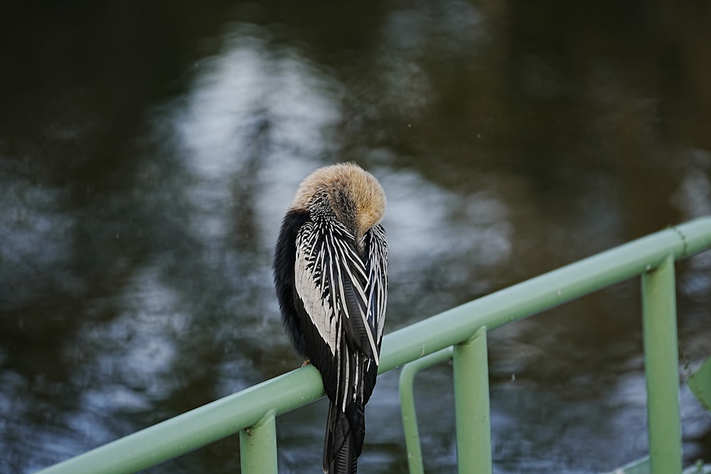 a bird perched on top of a metal rail