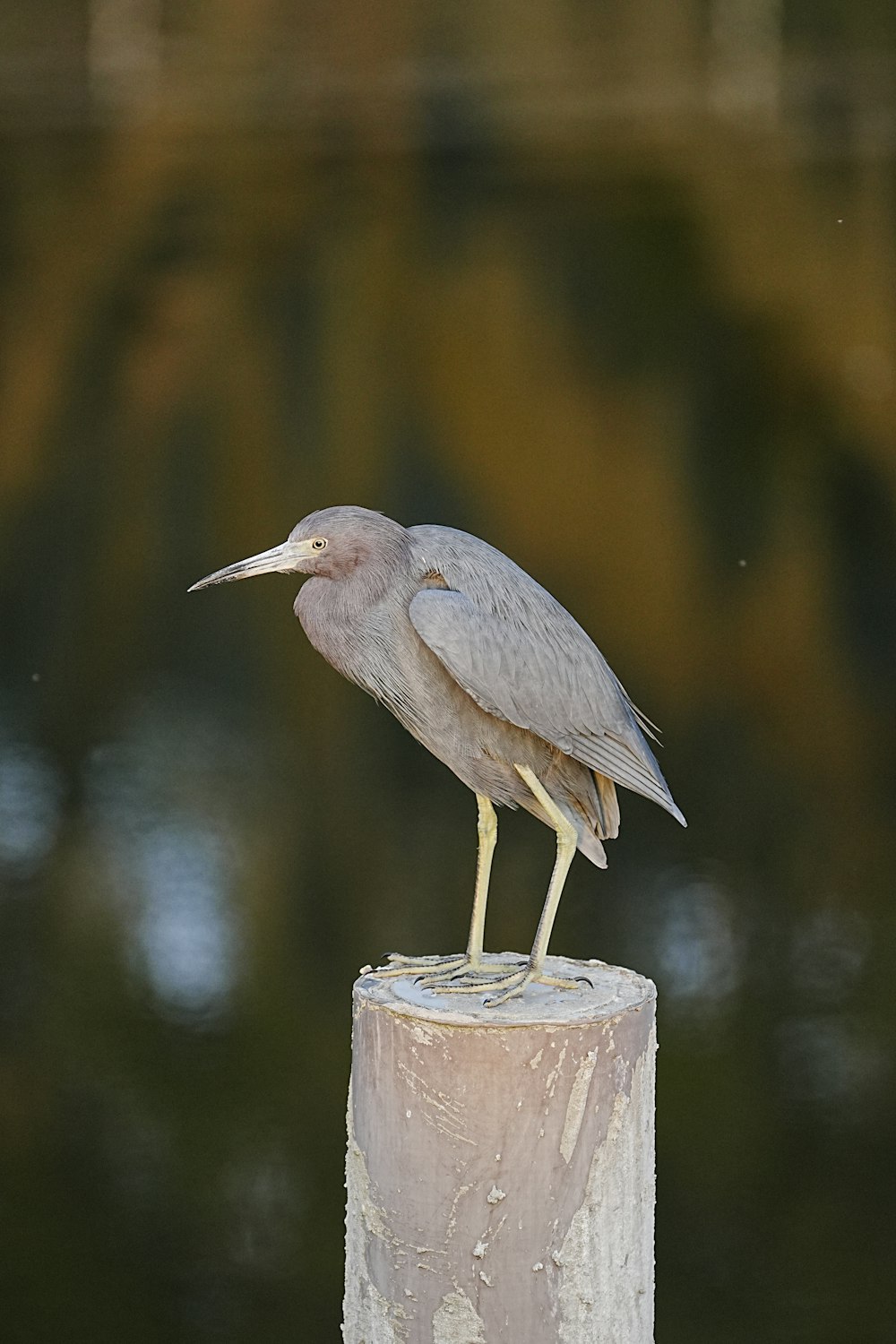 a bird standing on top of a wooden post