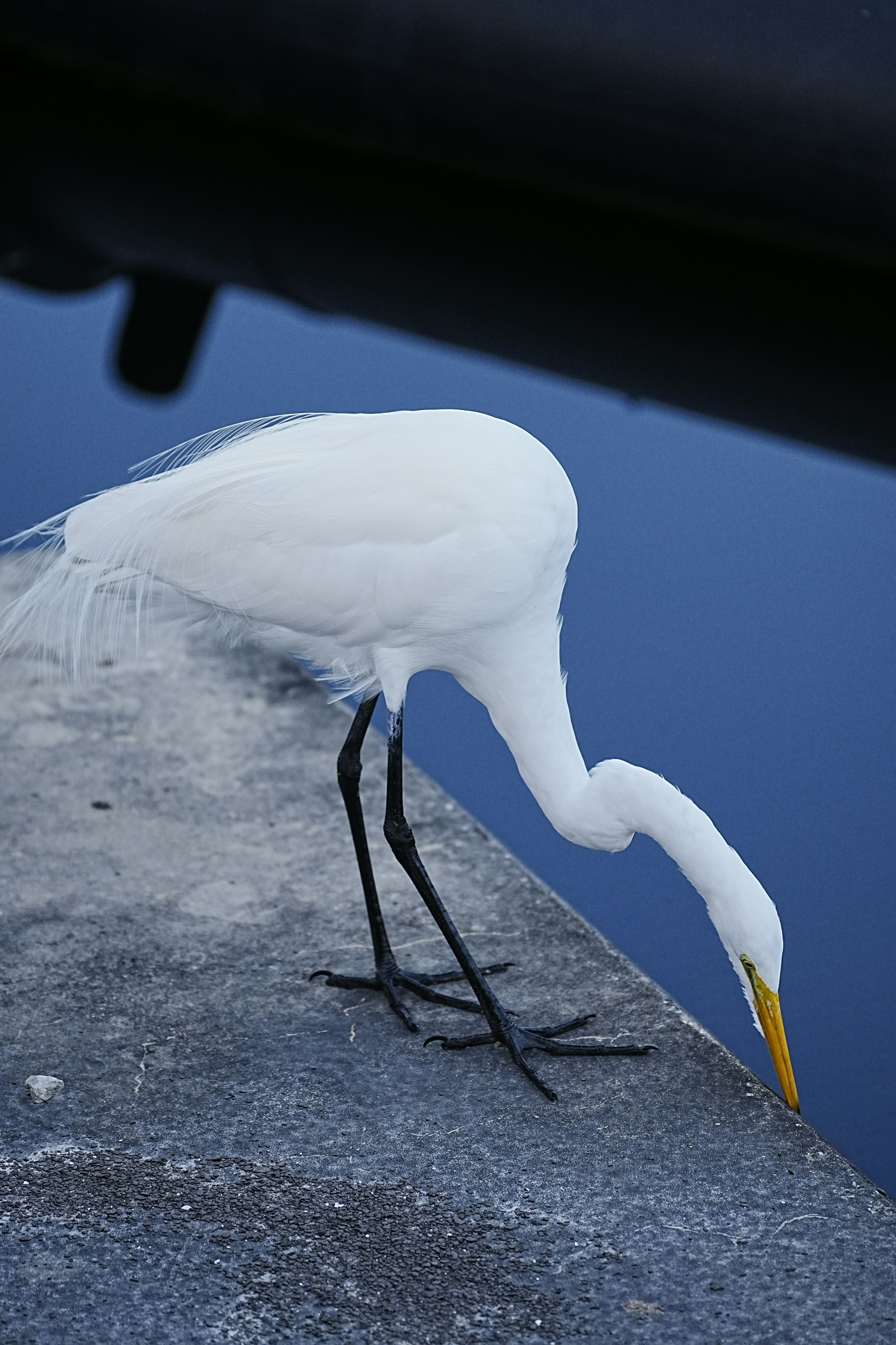 a white bird is standing on a ledge