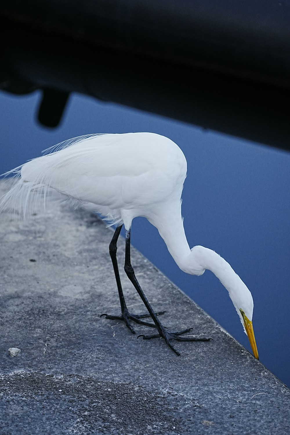 a white bird is standing on a ledge