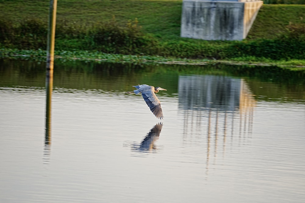 a bird flying over a body of water