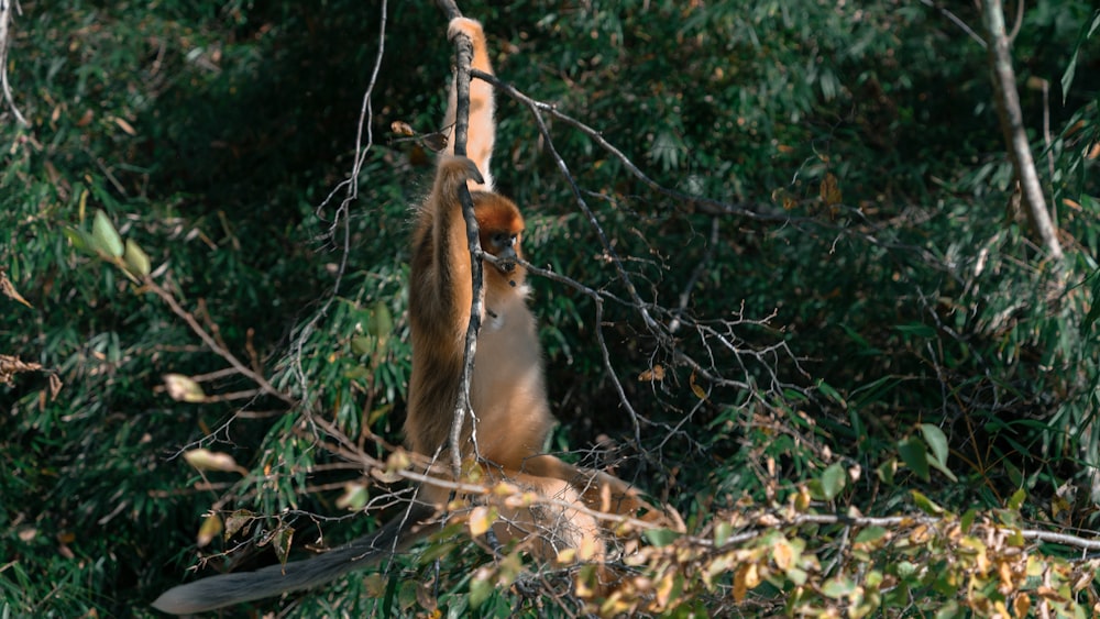 a monkey hanging from a tree branch in a forest