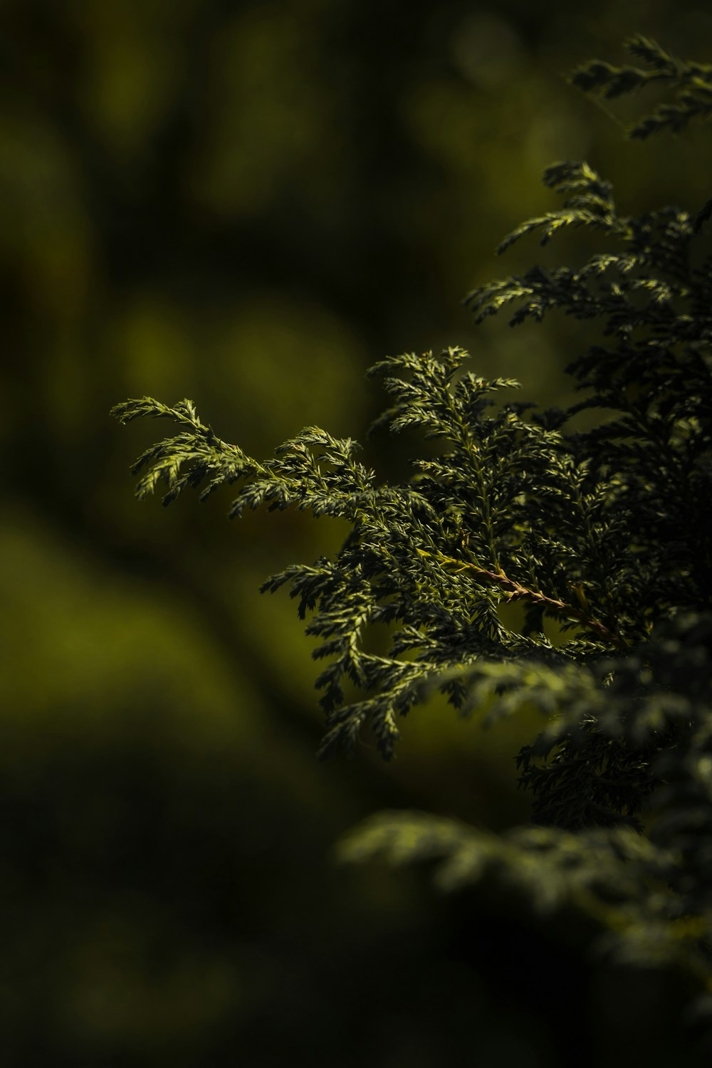 a close up of a tree branch with a blurry background