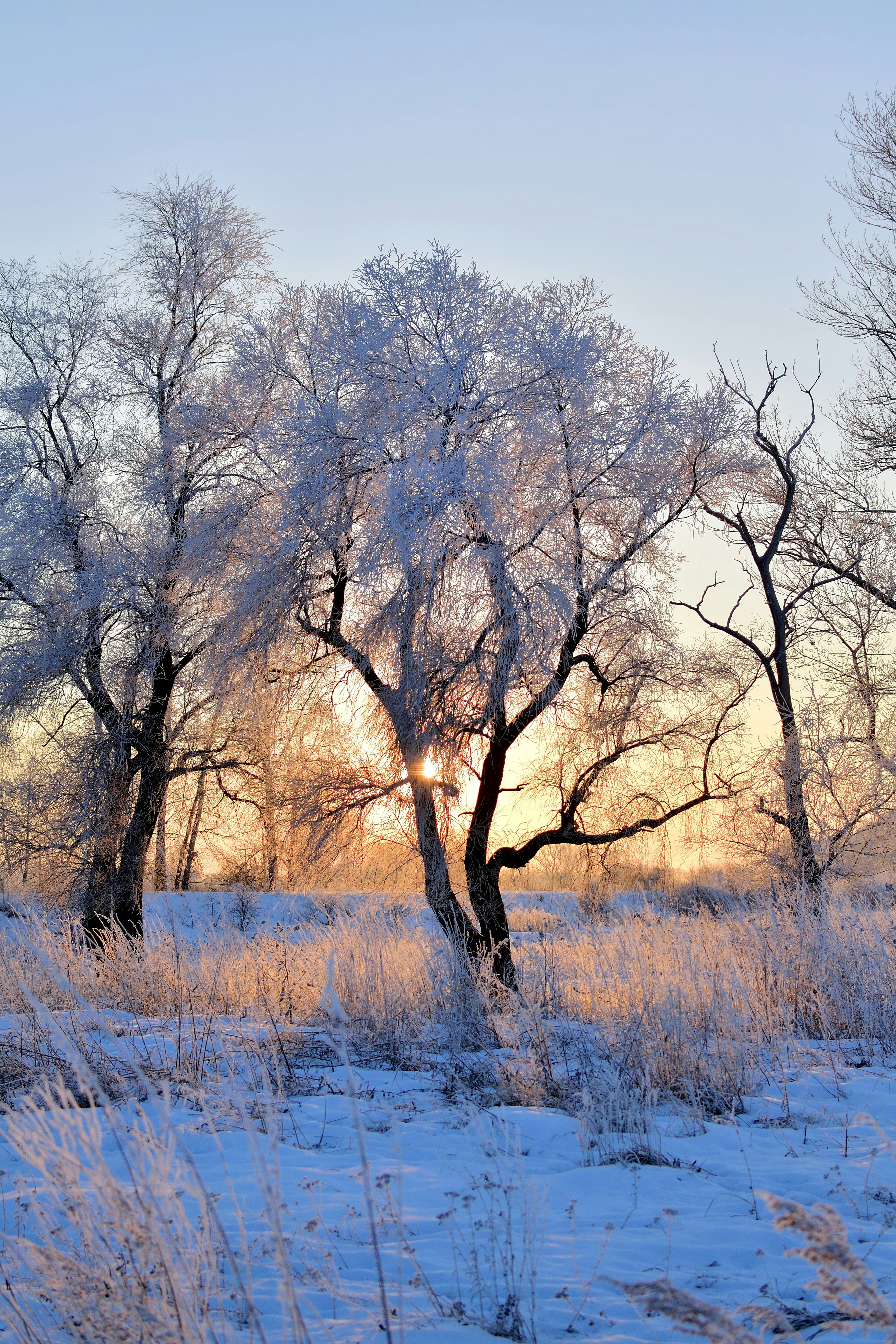 the sun is shining through the trees in the snow