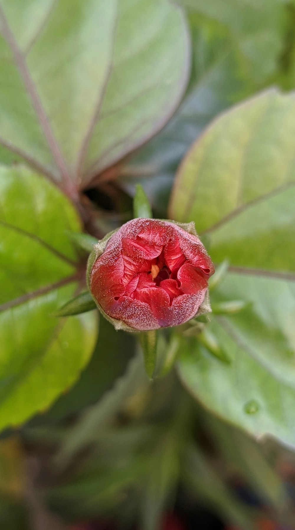 a red flower with green leaves in the background