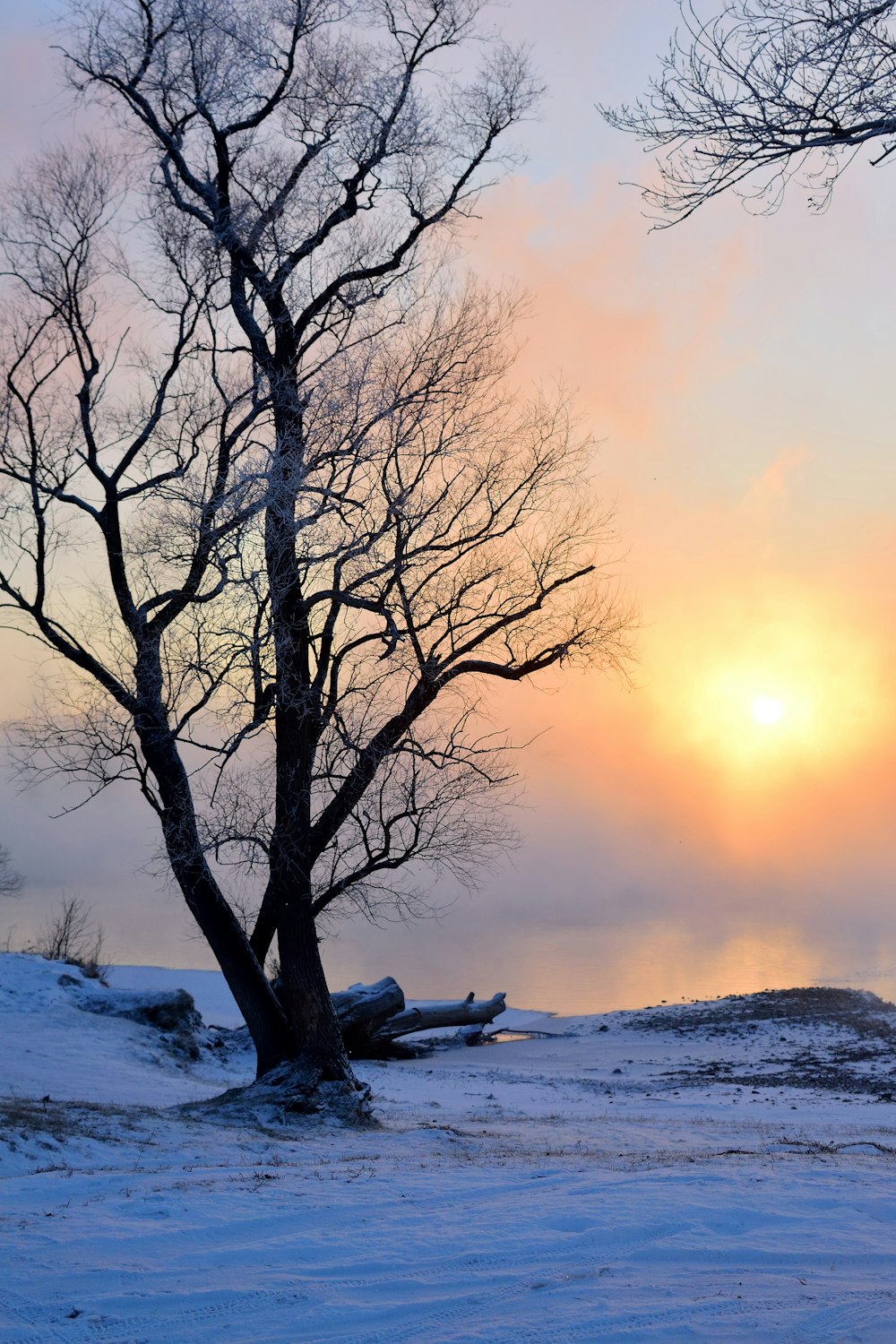 the sun is setting behind a tree in the snow