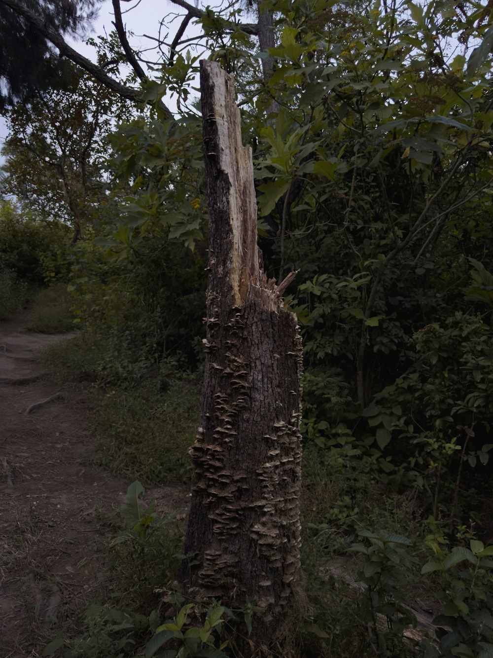 a tree that has been cut down in the woods