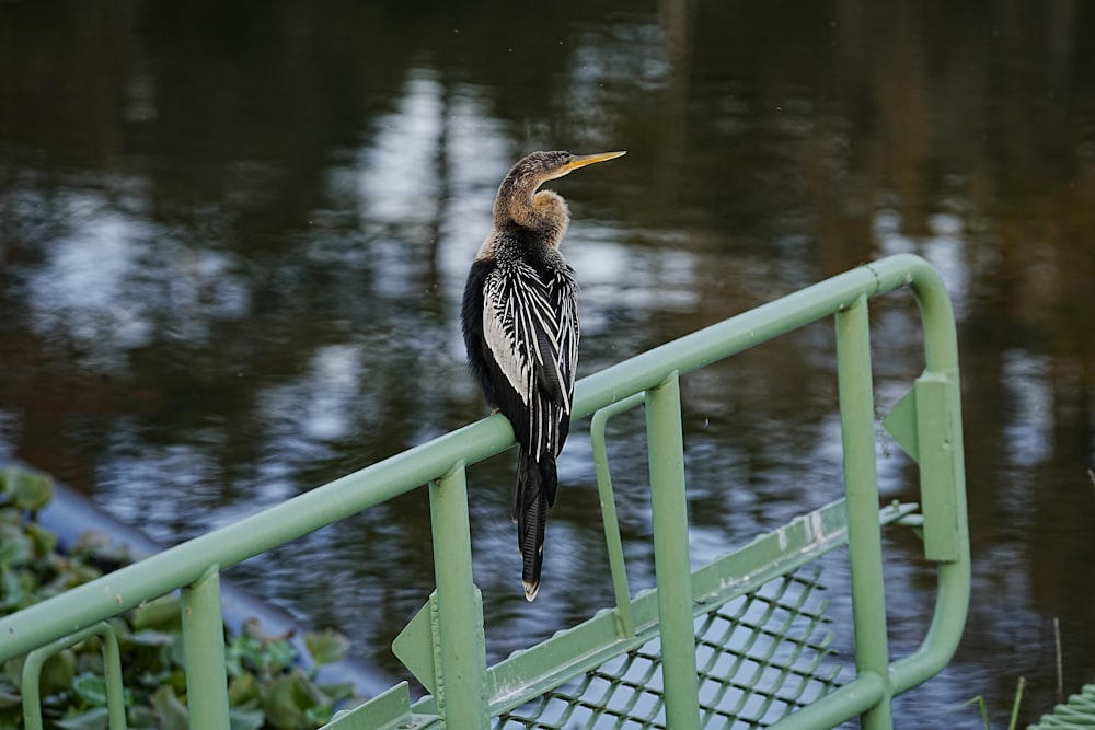 a bird is perched on a metal railing