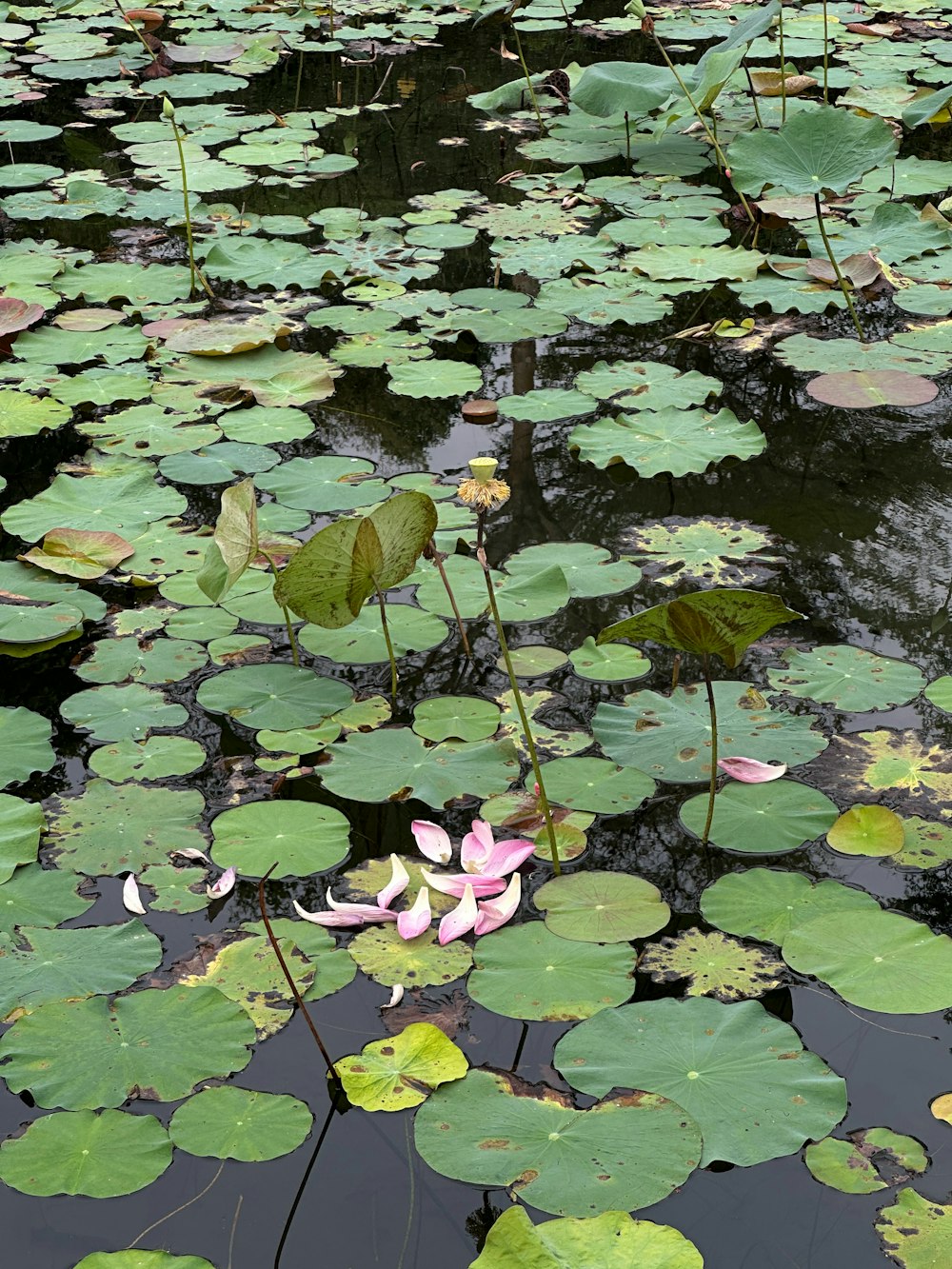 a pond filled with lots of water lilies