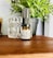 A small brown bottle labeled as massage oil or body wash is placed on a wooden surface. Behind it, there is a textured glass container and a black potted plant with green leaves. The setting appears to be a calm and natural environment with household or spa-like items.