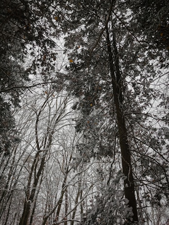 Tall trees covered with snow, forming a dense canopy overhead. The wintery landscape features bare branches intertwined, with some leaves still clinging on despite the snowfall.
