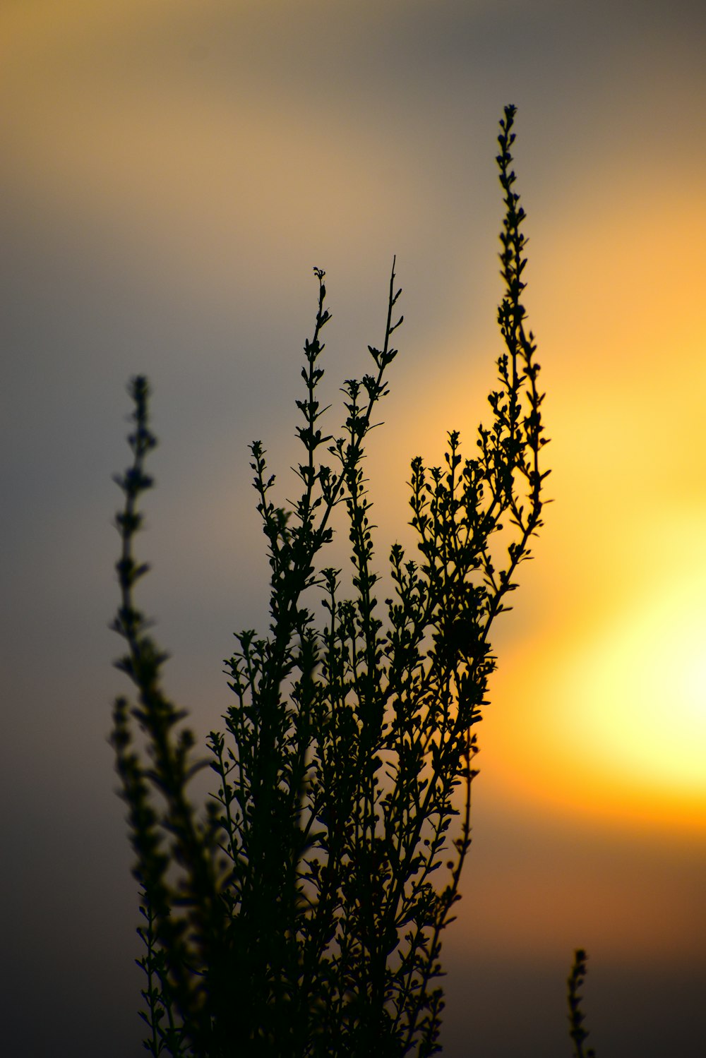 Un primer plano de un árbol con el sol de fondo