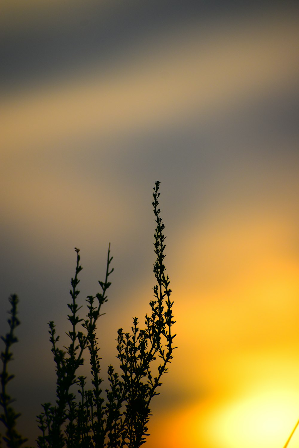 a bird sitting on top of a tree at sunset