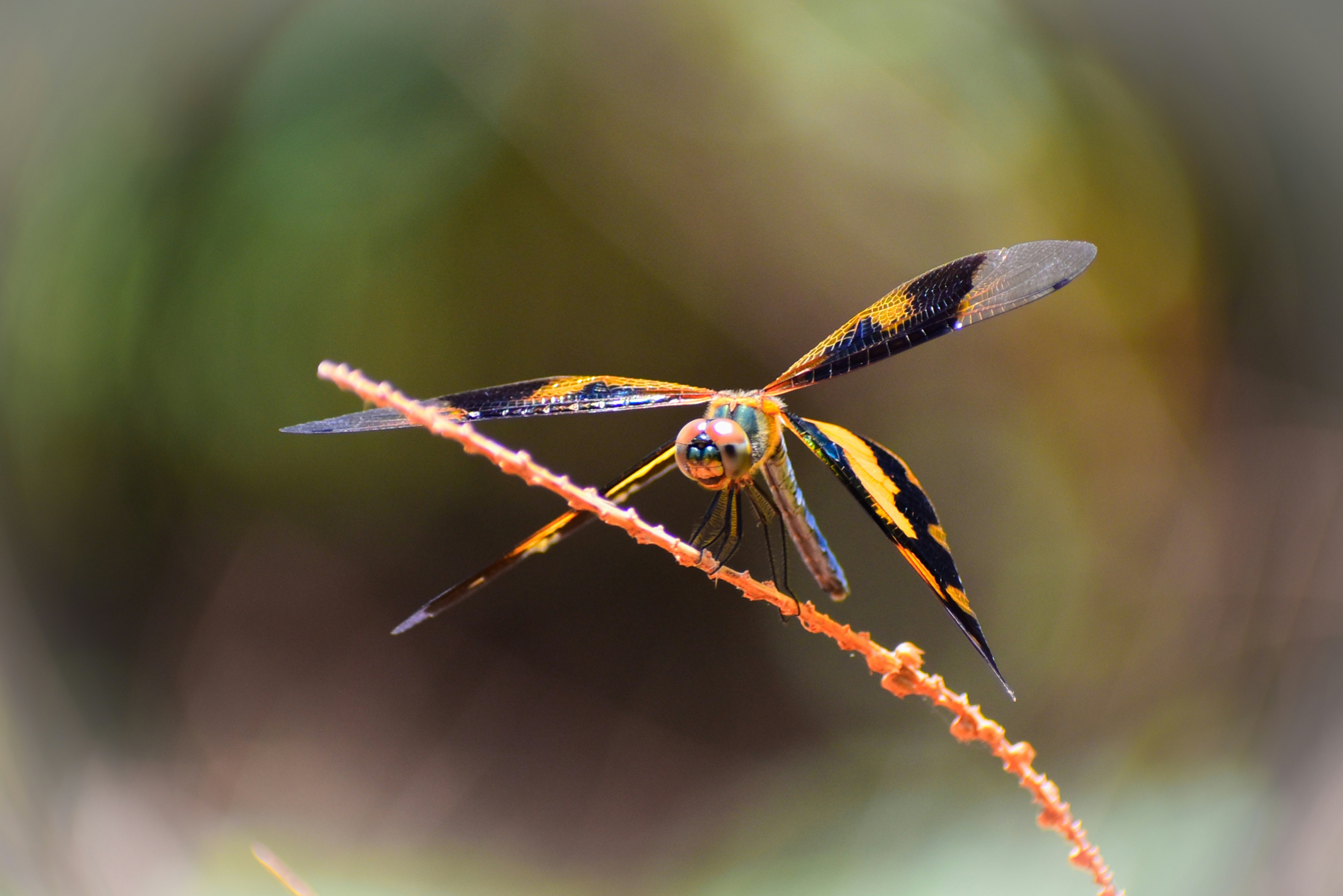 Photo by hacker_camerwork