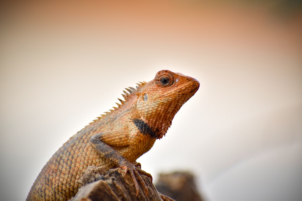 a close up of a lizard on a tree stump