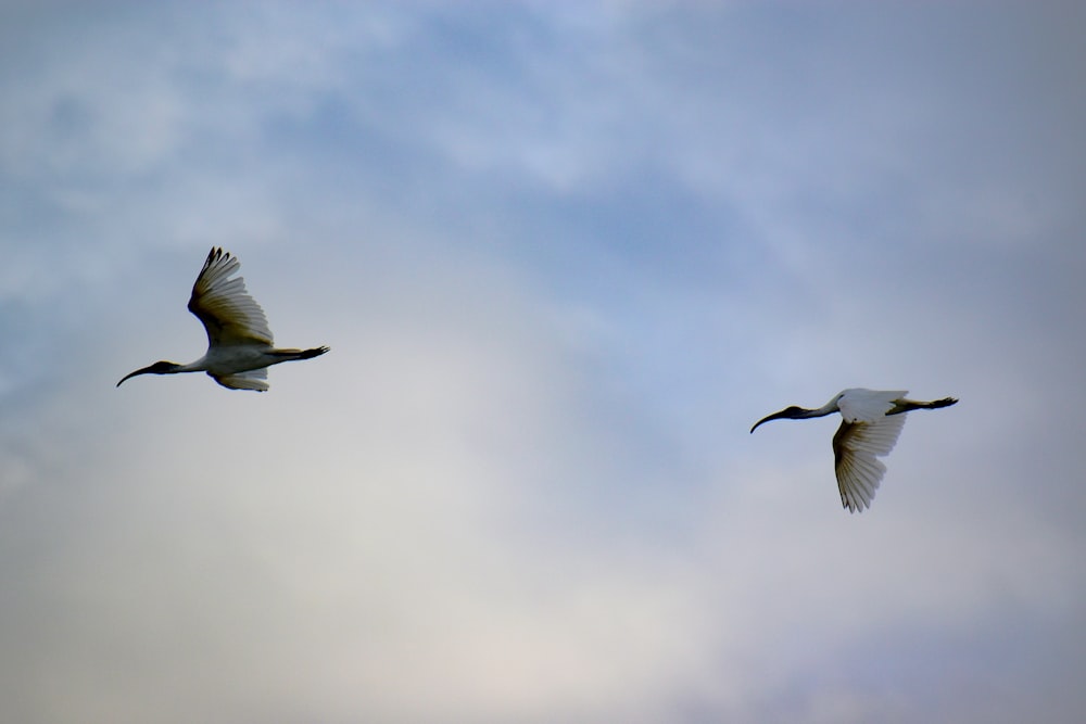 a couple of birds flying through a cloudy sky