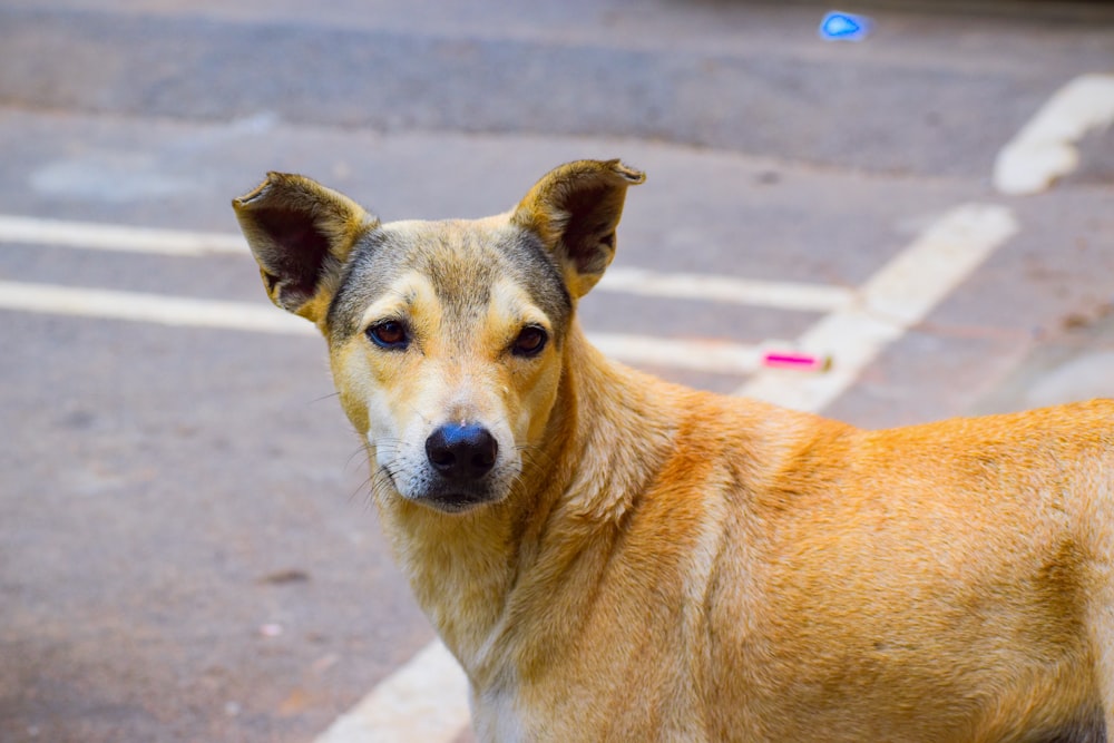 a close up of a dog on a street