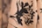 A close-up of fabric featuring a black floral pattern on a light beige background. The design is abstract, with large, bold brushstrokes creating a stark contrast between the dark flowers and the soft backdrop.