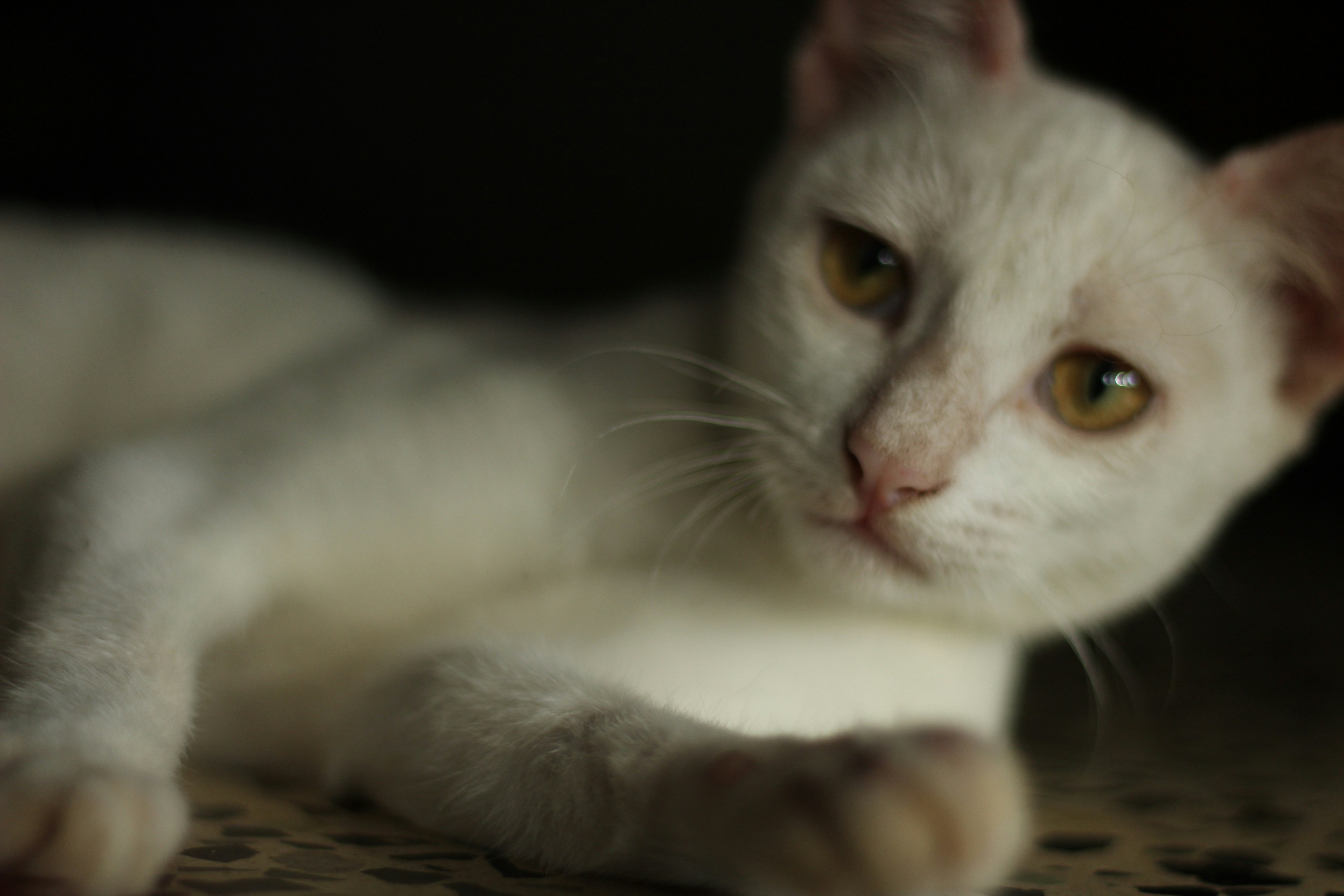 Photo by bluestandbluets