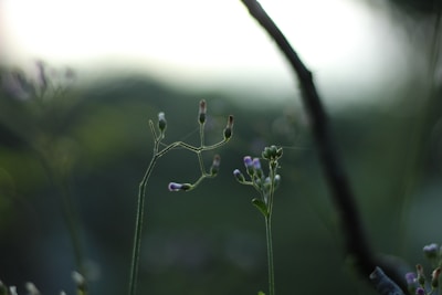 Delicate wildflowers with small purple buds stand tall against a blurred, natural green backdrop. The soft bokeh effect creates a serene and dreamy atmosphere.