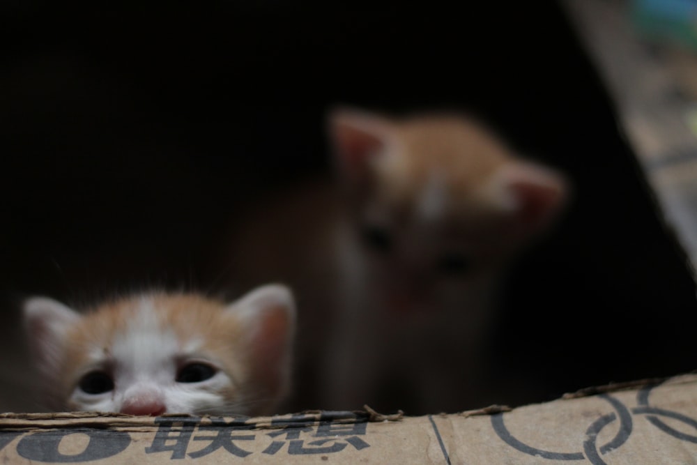 a couple of kittens that are sitting in a box