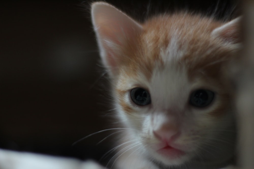 a close up of a small kitten looking at the camera
