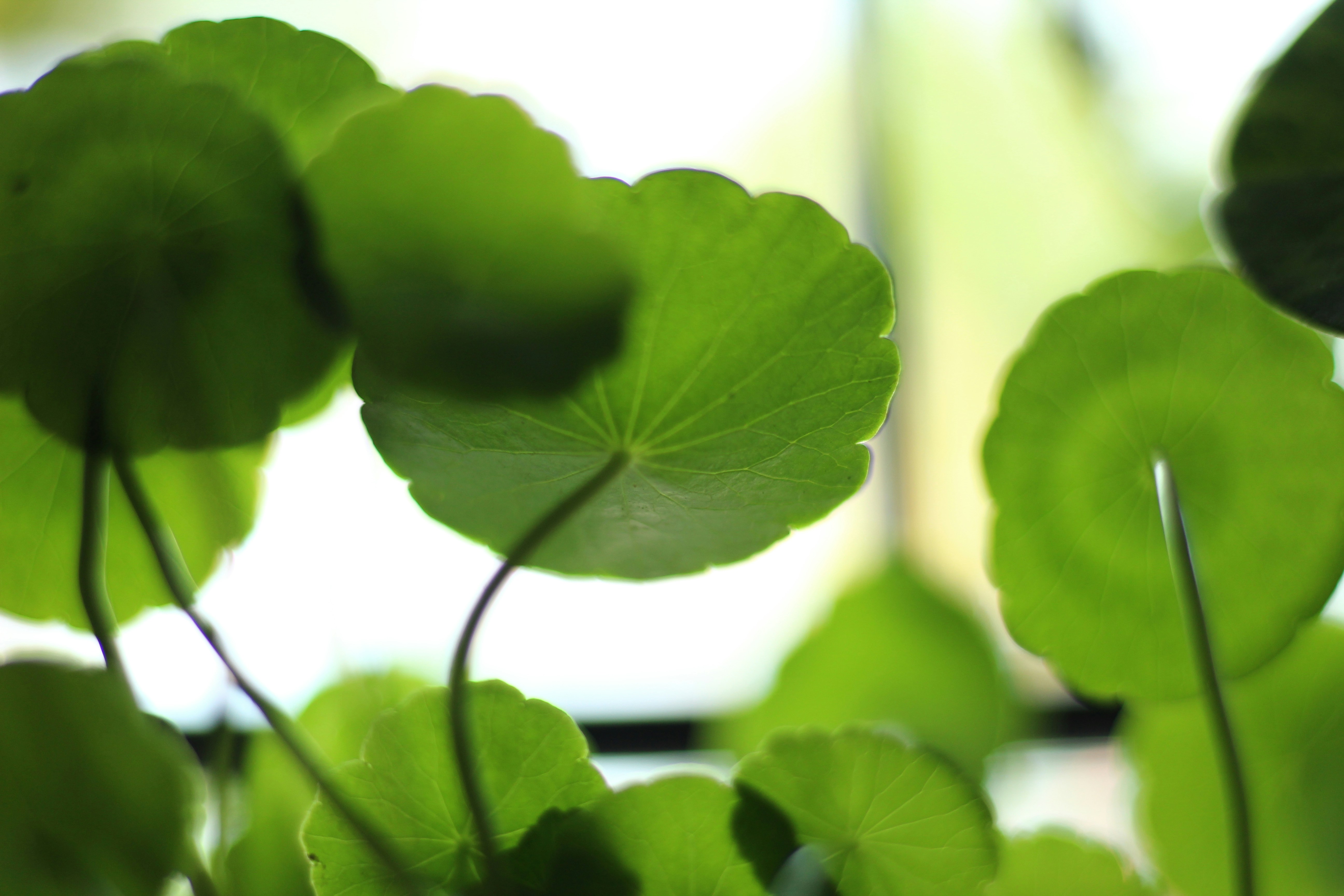 Photo by bluestandbluets