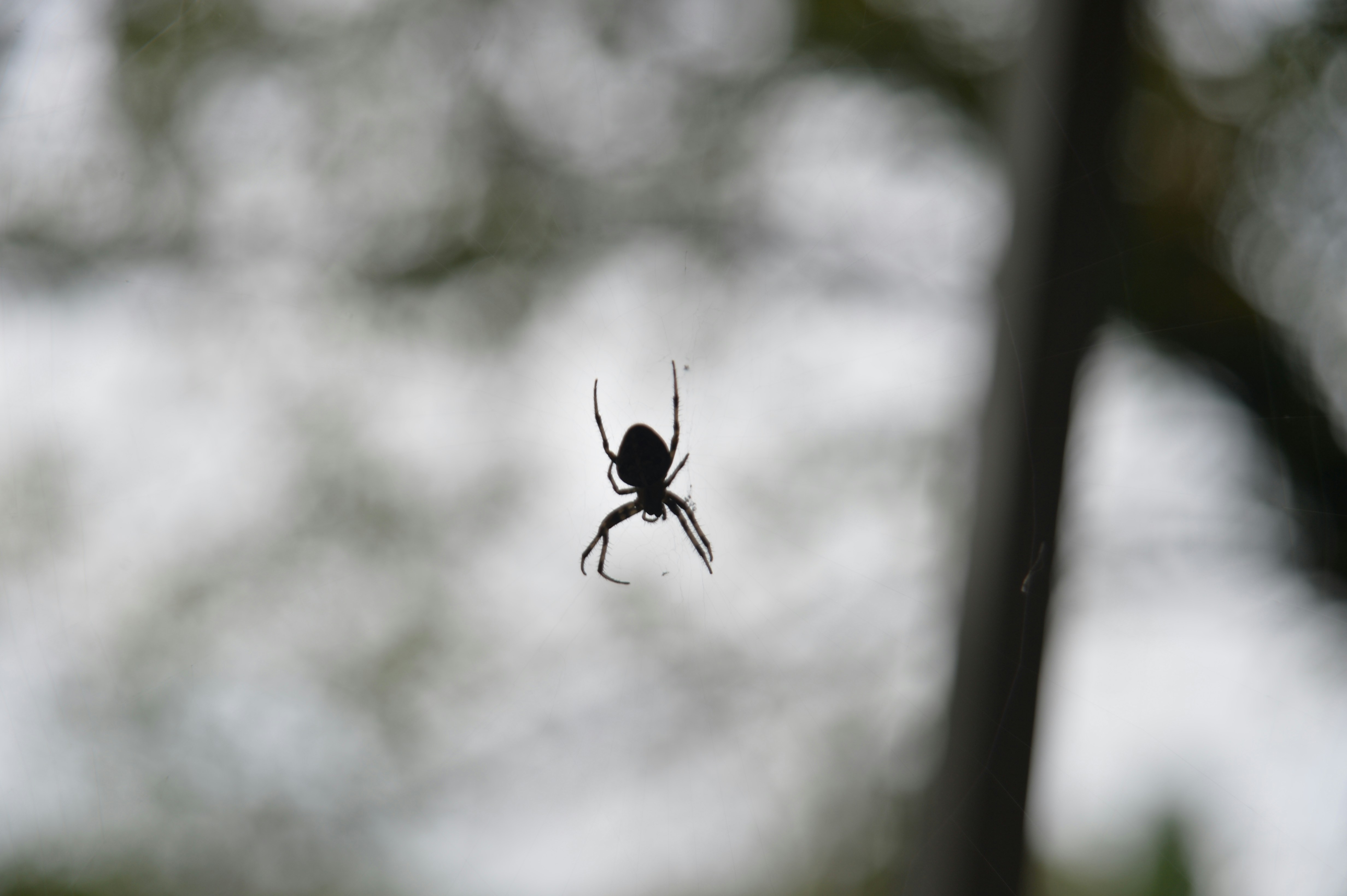 The Strange Religious Meaning of Spiders