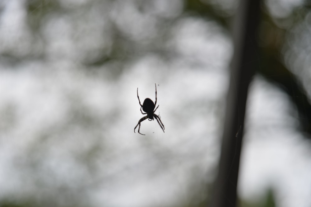 a black and white spider on its web in a tree