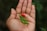 A person's hand is holding small chili peppers, with one red pepper and several green ones resting on the palm. The background is blurred, with a hint of greenery.