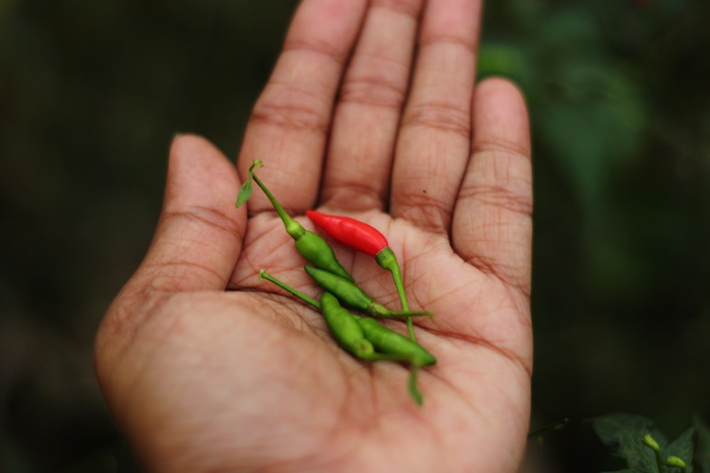 a person's hand holding a red and green pea