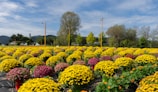 Rows of blooming flowers stretching across a sunlit Kenyan farm.