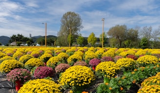 A serene landscape showcasing rows of blooming flowers.