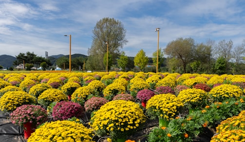 A serene landscape showcasing rows of blooming flowers.